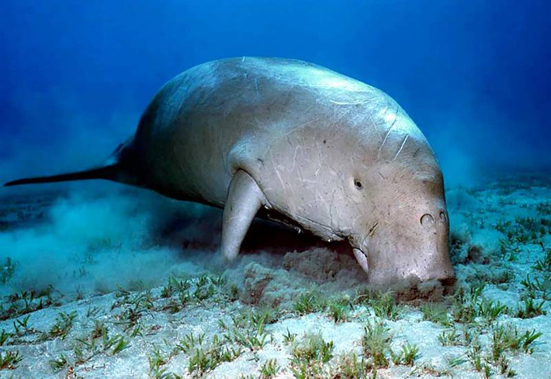 Dugongs are known as sea cows because they are large, gentle herbivores that graze on seagrass. Environment Agency Abu Dhabi