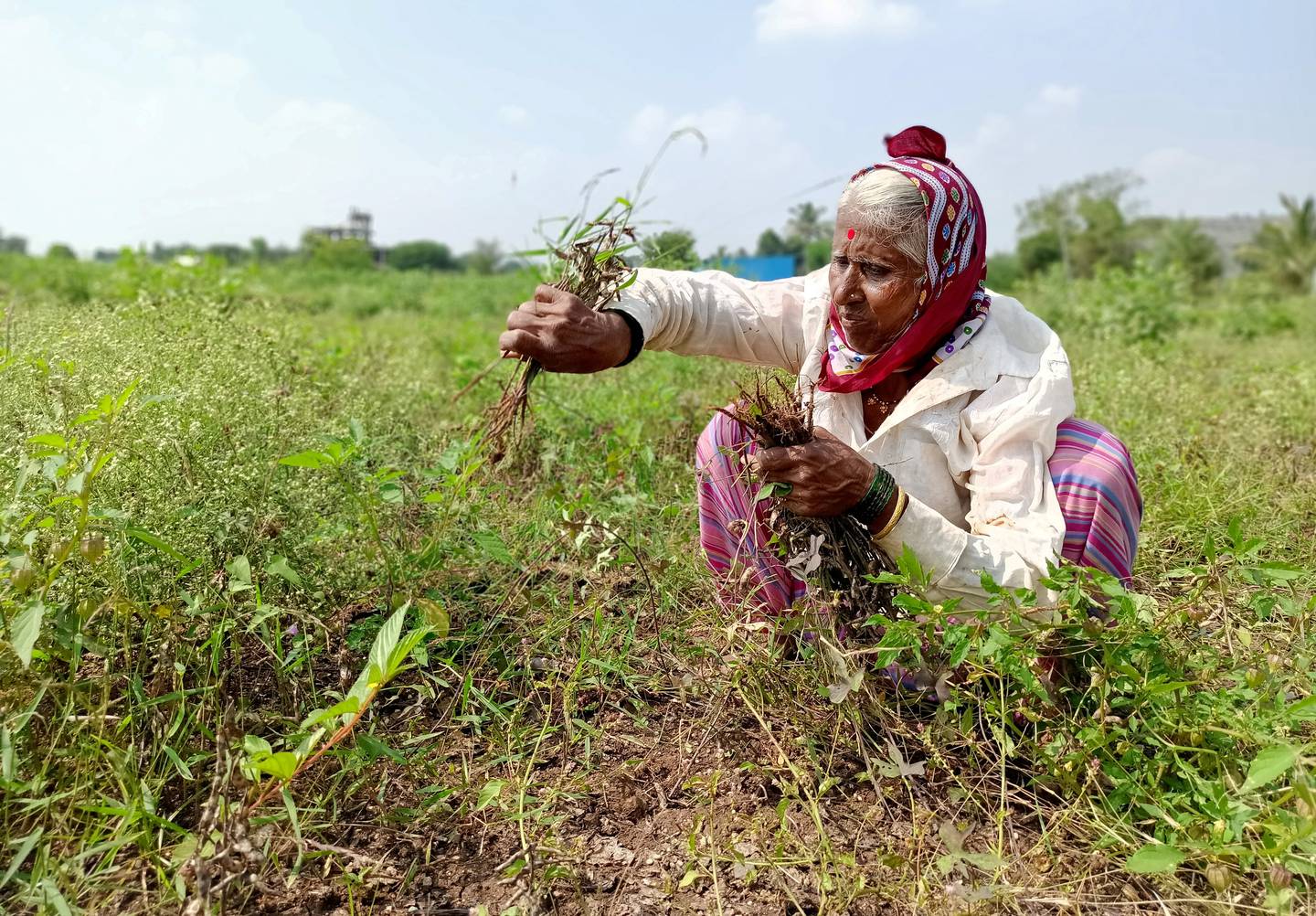 Shantabai Chikhale, a farmer, harvests damaged soybean crops at Kalamb village in Pune district in the western state of Maharashtra, India, on November 11, 2019. Reuters