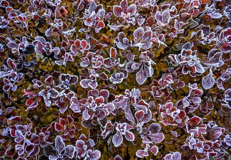 Barberry bush leaves covered with hoarfrost in a garden outside Moscow, where temperatures dropped below freezing overnight. AFP