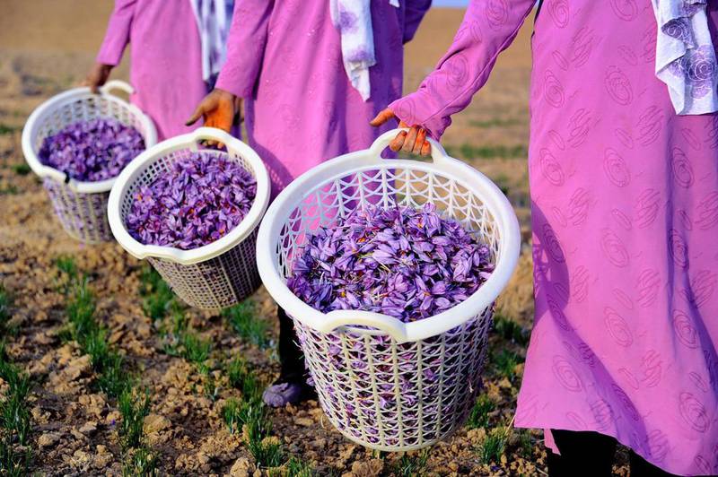 Afghan workers carry picked saffron flowers in plastic baskets to be delivered to a farmer.