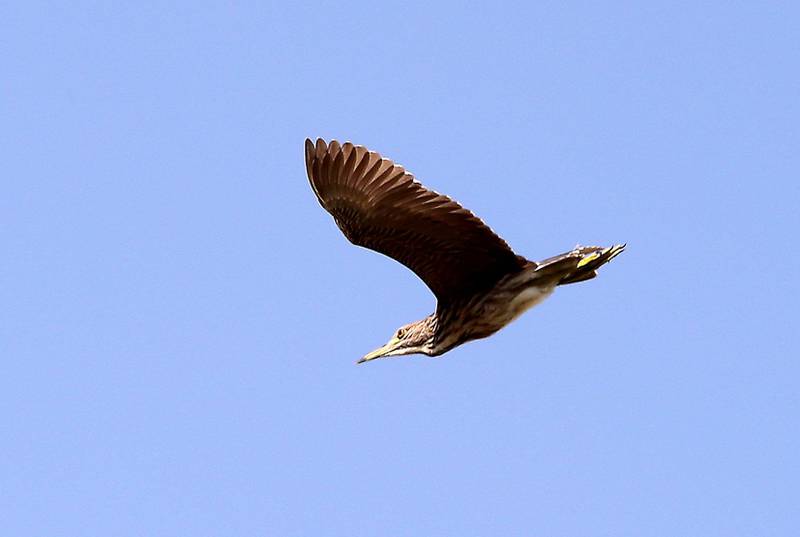 DUBAI, UNITED ARAB EMIRATES , October 5 – 2020 :-  Black crowned Night Heron at The Sustainable City in Dubai. (Pawan Singh / The National) For News/Online. Story by Kelly