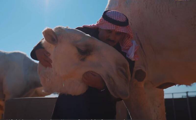 The camel festival brings together owners and enthusiasts from the Gulf, the US, Australia, France and Russia.