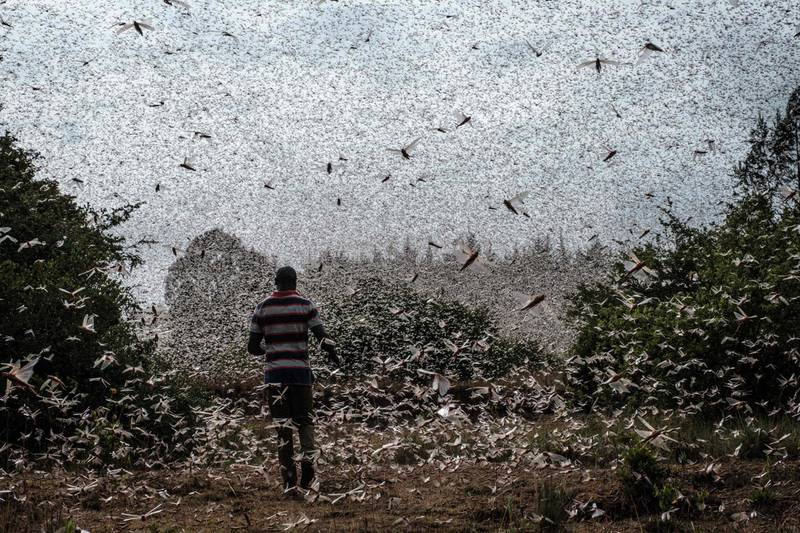 A farmer walks through a swarm of desert locust in the eastern Kenyan city of Meru. The infestations devastated 23 countries across East Africa, the Middle East and South Asia in 2020, with Kenya suffering its worst locust swarms in 70 years. AFP