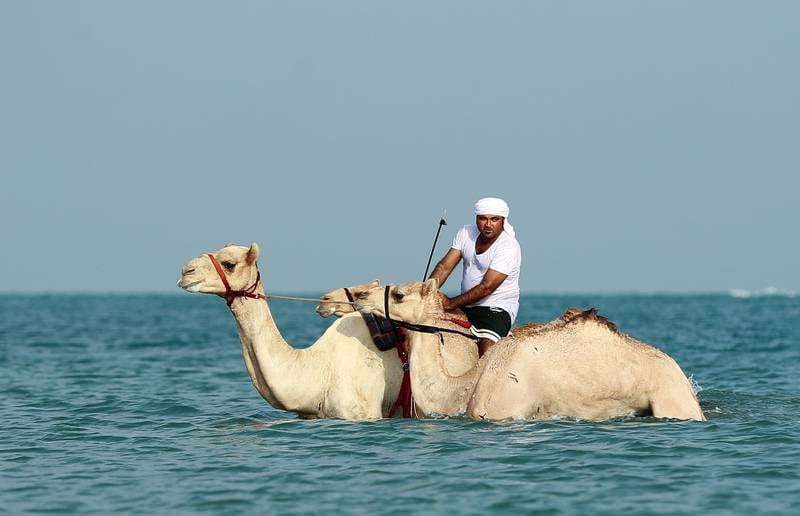 Taking camels to the sea is part of their race training and recovery