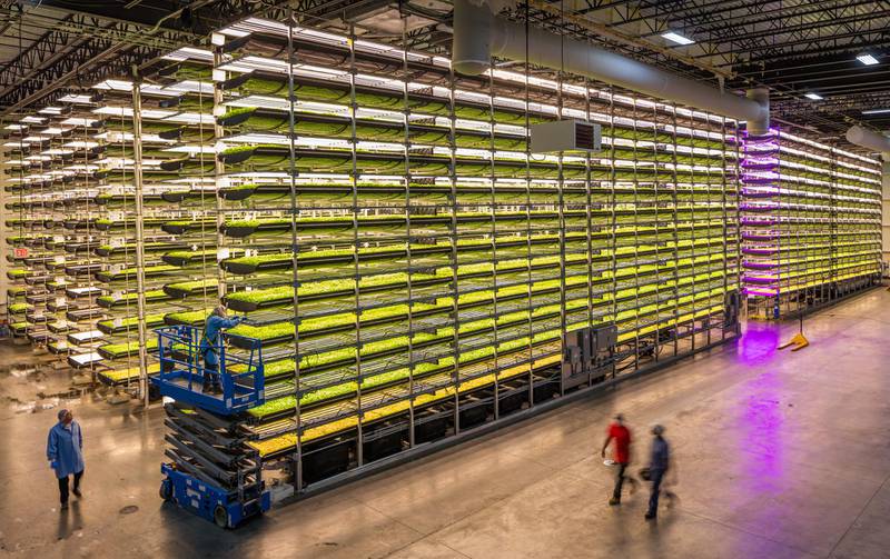 A look inside an AeroFarms facility. AeroFarms