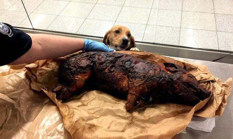GO THE WHOLE HOG: US Customs and Border Protection's K-9 unit in Atlanta airport caught the whiff of a crime going down when a passenger tried to smuggle a whole roasted hog from Peru in November, 2016 for Thanksgiving. Customs staff seized the hidden pig, which is banned by laws designed to prevent foot and mouth disease and swine fever. Courtesy: US Customs and Border Protection