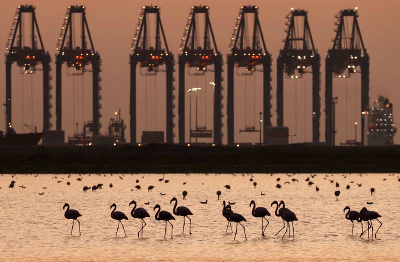 Flamingos at the Port Fouad Nature Reserve