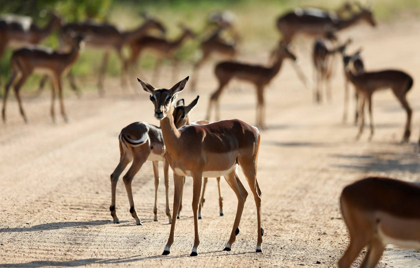 Los impalas se ven en el Parque Nacional Kruger.  Reuters 