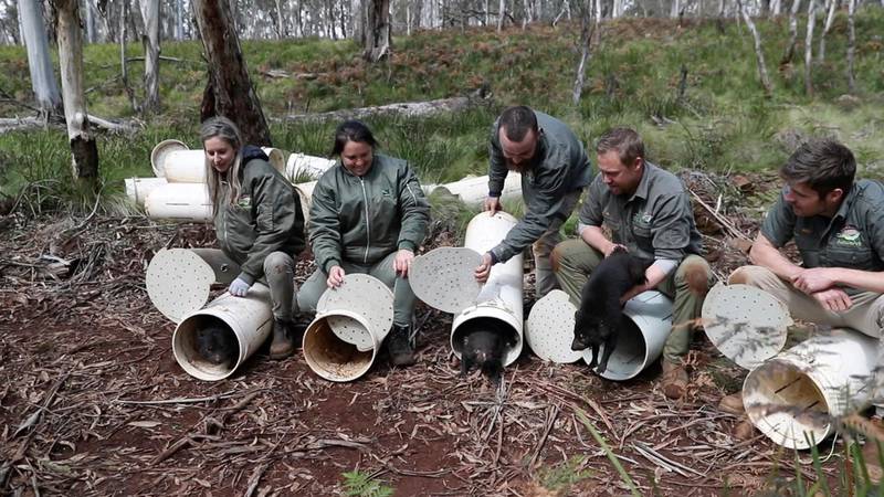 Tasmanian devils are released into the wild at Barrington Tops, New South Wales state, Australia. WildArk via AP
