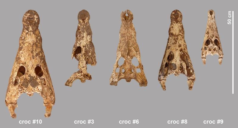 Five isolated skulls. From these it was calculated that the crocodiles were between 1.85m and 3.33m long. Photo: Bea De Cupere, RBINS