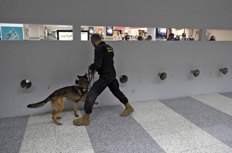 A police officer leads a sniffer dog trained to detect COVID-19 through sweat samples at Lebanon's Rafiq Hariri International Airport in Beirut on March 1, 2021. Specifically trained sniffer dogs can detect COVID-19 in a person in a few seconds, including in very early stages when a PCR test would yield a negative result.Each dog can process hundreds of samples every day, the only wages they need are biscuits or rubber toys and they deliver results on the spot. / AFP / JOSEPH EID
