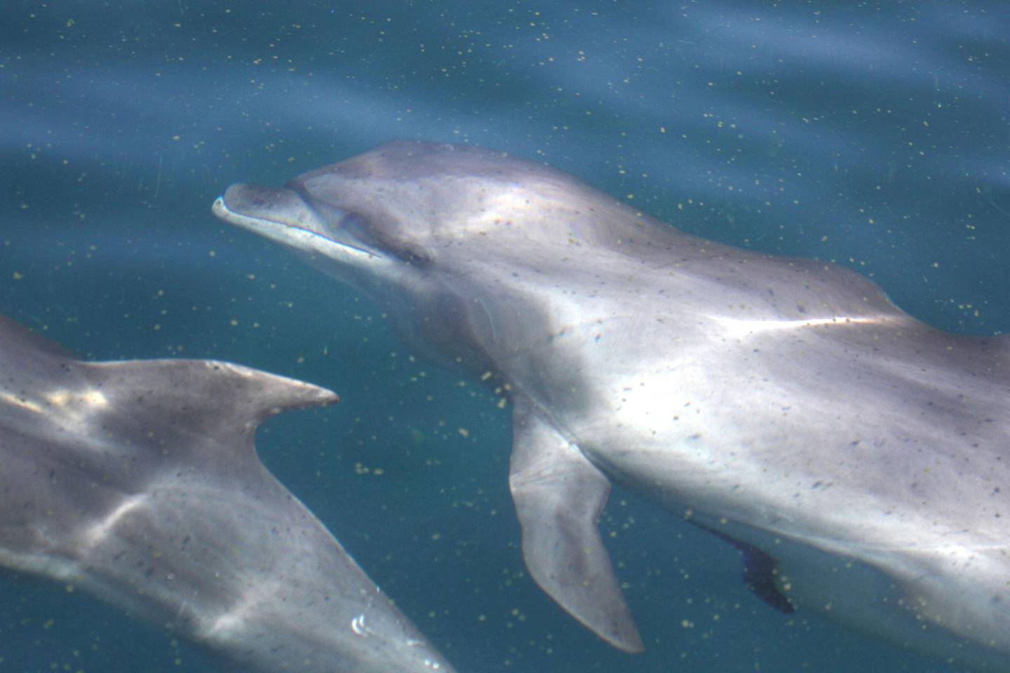 A pod of bottlenose dolphins are spotted off the coast of Fujairah. Courtesy The Fujairah Whale and Dolphin Research Project