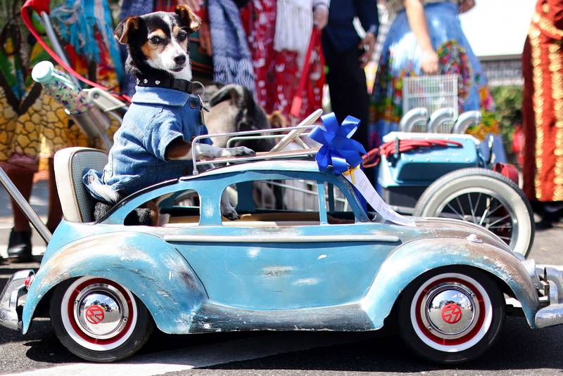 Homer stands on a mini Volkswagen Beetle during the annual Blessing of the Animals ceremony by Archbishop Jose Gomez in Los Angeles, California. Getty Images / AFP