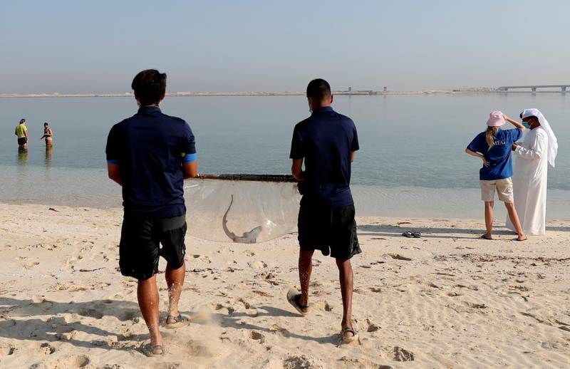 A baby Arabian carpet shark is transferred to the Persian Gulf waters during a conservation project by the Atlantis Hotel, at the The Jebel Ali Wildlife Sanctuary, in Dubai, United Arab Emirates, Thursday, April 22, 2021. A team of conservationists are releasing baby sharks that were bred in aquariums into the open sea in an effort to contribute to the conservation of native marine species in the Persian Gulf. (AP Photo/Kamran Jebreili)