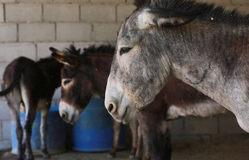 Donkeys at the Peta clinic in the Jordanian city of Petra. AFP