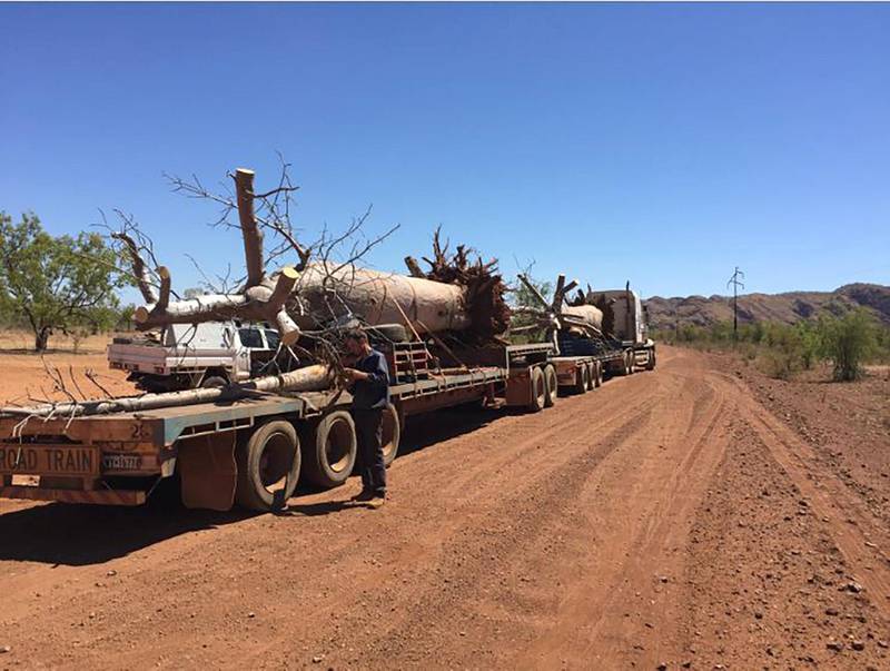 The cranes helped to manoeuvre the baobabs onto lorries. Photo: Cycad Enterprises Pty Ltd