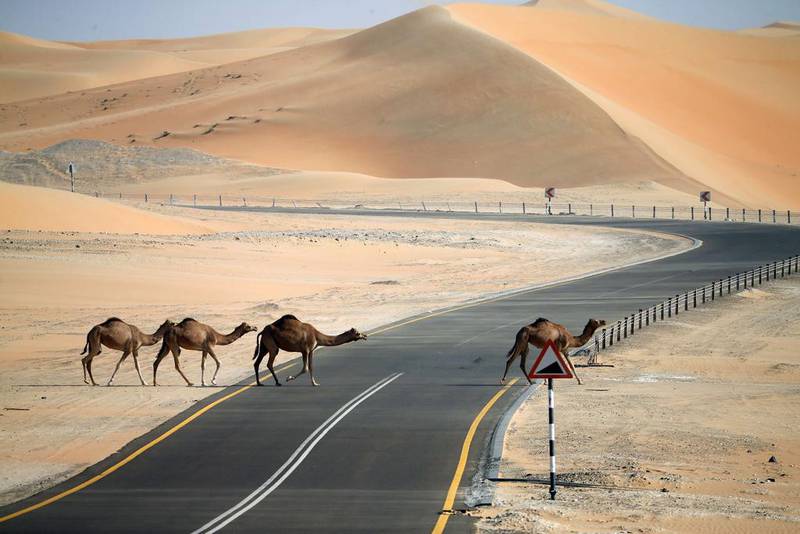 Camels cross a road during the Mazayin Dhafra Camel Festival in the desert near the city of Madinat Zayed. Ras Al Khaimah is building its first camel underpass, on Al Shuhada road. Karim Sahib / AFP Photo