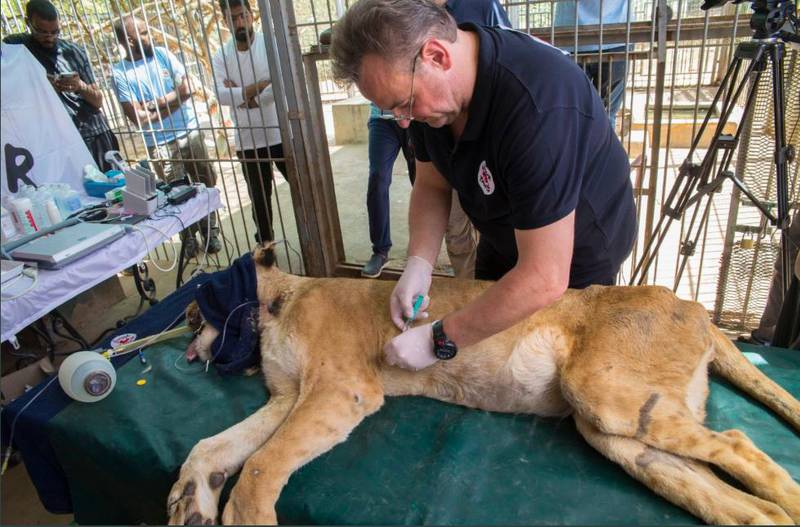 Dr Frank Goeritz, a volunteer from the Four Paws charity, checks one of the lions found neglected at Khartoum’s Al Qureshi zoo. Courtesy: Four Paws