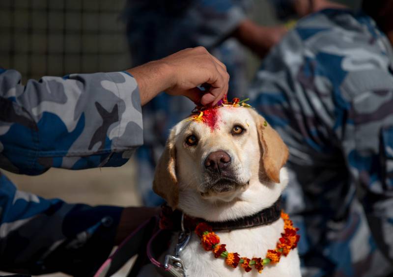 An Armed Police dog handler decorates his K9 colleague with colour, petals and flower garlands at the Armed Police Dog Training School in Kathmandu, Nepal. EPA