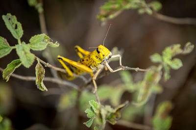 A desert locust feeds on a plant in Nasuulu Conservancy, northern Kenya. AP Photo