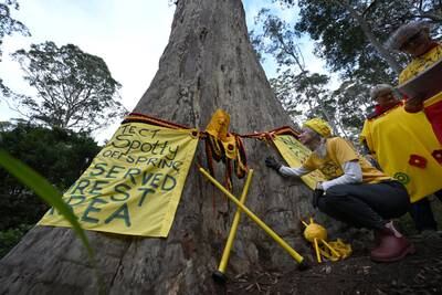 The Knitting Nannas conservation group wrap Big Spotty, a giant spotted gum in the North Brooman State Forest in Australia. The area has been identified for logging due to start in September.   EPA