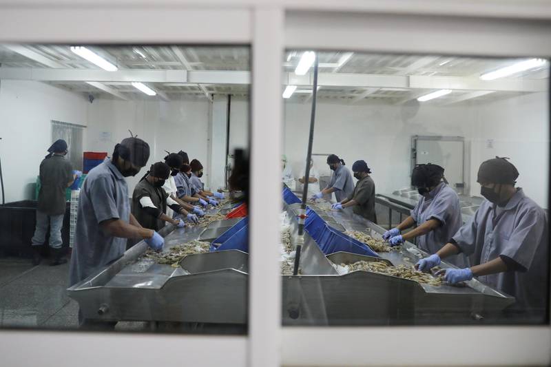 Workers process shrimp on production lines at a processing factory in Maracaibo, Venezuela August 1, 2019. Picture taken August 1, 2019. REUTERS/Manaure Quintero