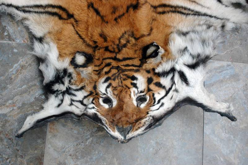 A tiger skin was seized by Indian law enforcement authorities at the border with Bhutan in July 2011. Since the country announced its 2020 COVID-19 lockdown, at least four tigers and six leopards have been killed by poachers. WTI via AP