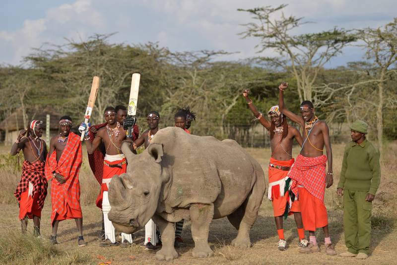 Maasai warriors pose with Sudan, the only male of the last three northern white rhino sub-species on the planet, on June 18, 2017 following a charity cricket match played in the wilds of Laikipia county's Ol-Pejeta Conservancy, at the foot of Mount Kenya, and home to the last three northern white rhino sub-species on the planet. - The two-day tournament dubbed 'Last Male Standing' is an annual charity event that aims to raise awareness of the plight of the nothern-white rhino and creates funding to continue ongoing research into ways to save the sub-species from extinction. (Photo by TONY KARUMBA / AFP)