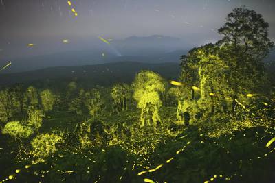 A night sky and a forest illuminated with fireflies at Anamalai Tiger Reserve, Tamil Nadu, India. PA 
