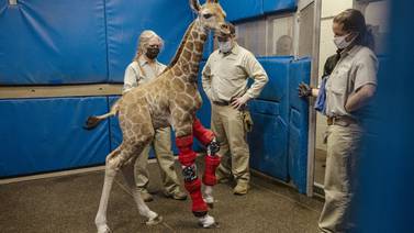 An image that illustrates this article Human medicine saves baby giraffe