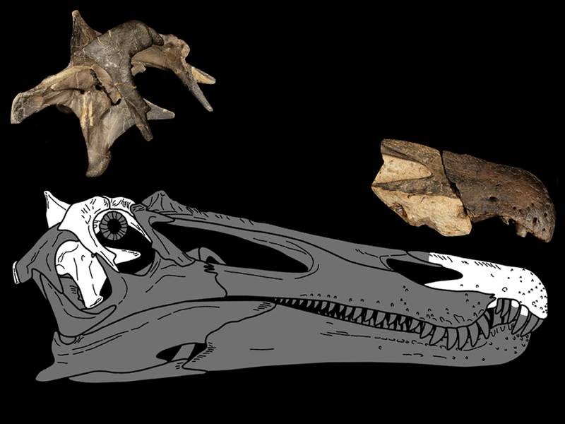 This graphic shows where the braincase and snout of a 'Ceratosuchops inferodios' would be located on its skull.