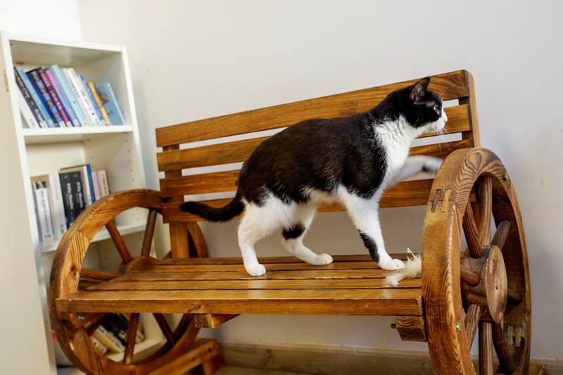 A cat is seen at the Ailuromania Cat Cafe in Dubai. Reuters