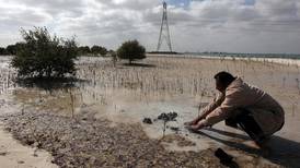 Abu Dhabi mangrove protection legislation implemented by Environment Agency
