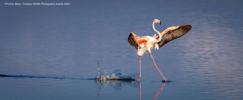 The Comedy Wildlife Photography Awards 2020Tommy MeesMortselBelgiumPhone: +Email: Title: Walk on waterDescription: Certain times of the year flamingos populate Lake Magadi in Serengeti and this is when you can see them taking off and landing... Or just showing offAnimal: FlamingoLocation of shot: Lake Magadi, Serengeti, Tanzania