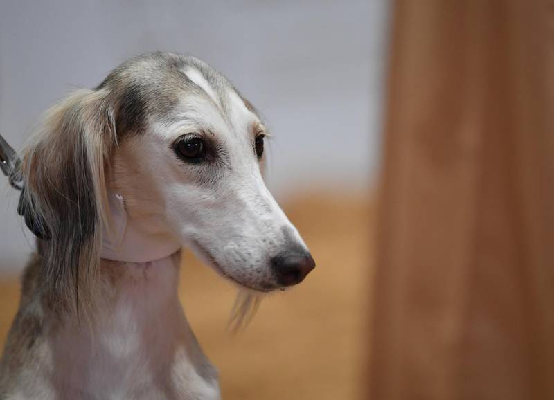 Salukis have played an important part in Arabian Peninsula hunting heritage for more than 7,000 years. The breed is renowned for its endurance, intelligence and loyalty.
