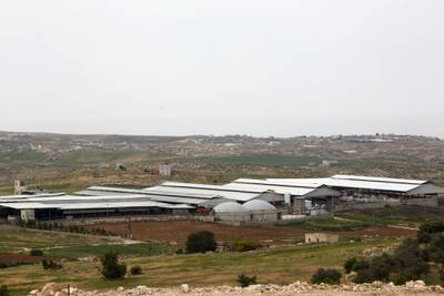 A picture taken on April 10, 2017 shows a general view of the Jebrini dairy farm in the West Bank town of Hebron, where cow dung is used to produce electricity as an alternative power source. - Power comes in many forms, but Palestinian cattle farmer Kamal al-Jebrini's family looked to where others may fear to tread for a new source of it: cow dung. The family has begun recycling waste from its cows to produce electricity for one of the largest Palestinian dairy plants and even to provide power to some houses.
The project in the occupied West Bank is the first of its kind in the Palestinian territories, where renewable energy usually means solar panels. (Photo by HAZEM BADER / AFP)