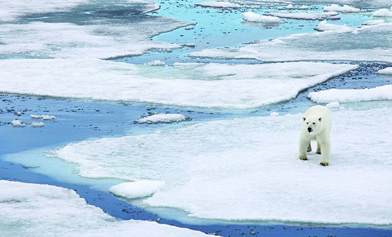 Melting ice on the Barents Sea has bighted the habitat of polar bears. Photo: iStockphoto.com
