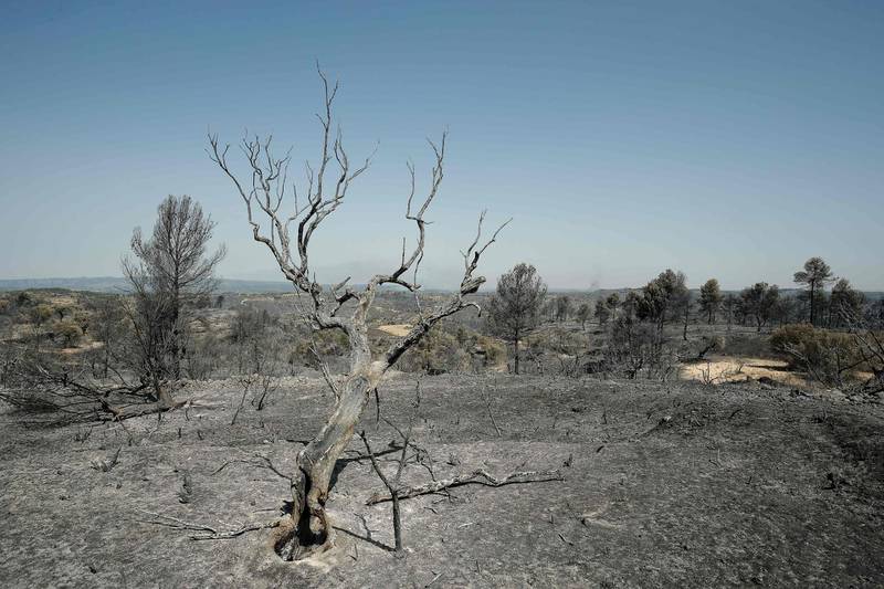 A burned tree is pictured near Flix. AFP