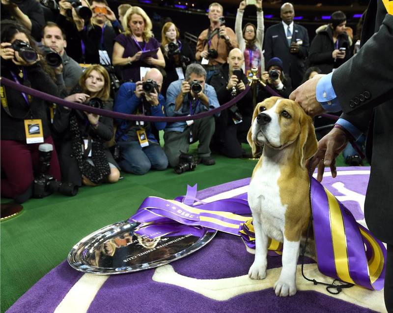 Miss P, a 15 inch Beagle with handler William Alexander, looks on after winning the best in show of the 139th Annual Westminster Kennel Club Dog Show at Madison Square Garden in New York on February 17, 2015. The Westminster Kennel Club Dog Show is a two-day, all-breed benched show that takes place at both Pier 92 & 94 and at Madison Square Garden.   imothy A Clary / AFP photo