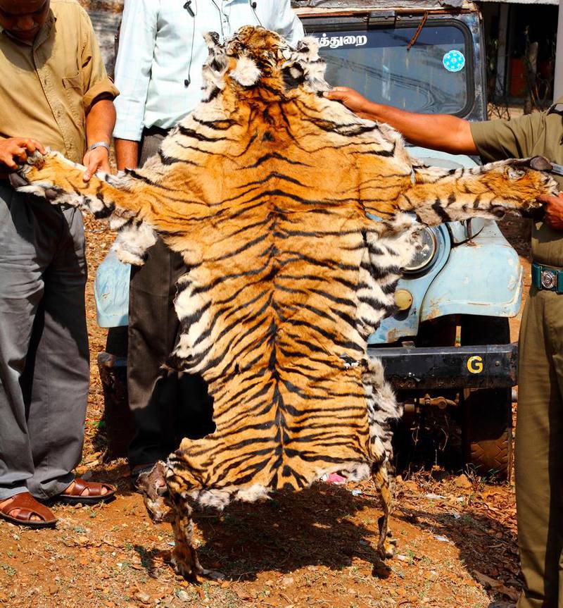 A tiger skin was seized by the forest officials of Tamil Nadu state in southern India in  April 2010. WTI via AP