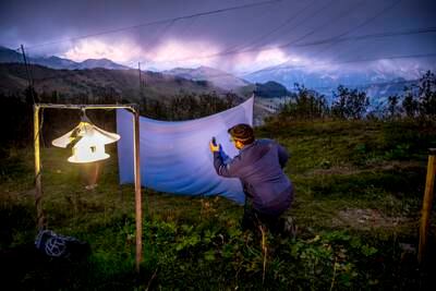 Catching hawkmoths in the Alps.