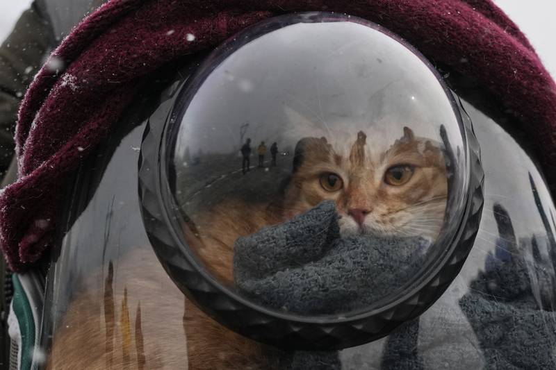 A cat sits inside a pet carrier at the border crossing in Palanca, Moldova. AP Photo