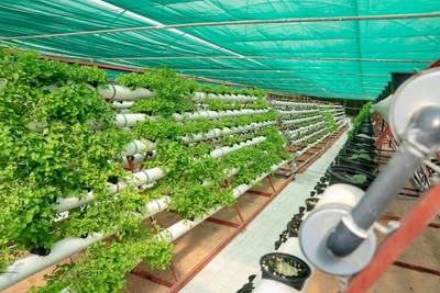Farms in the Emirates have increasingly used a mix of traditional farming and indoor technology systems to grow crops throughout the seasons. Image: Twitter