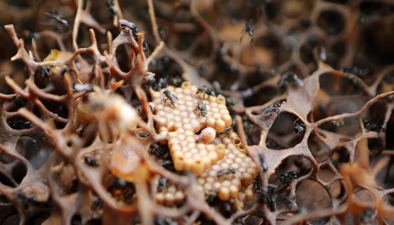 Stingless bees inside a cultivated honeycomb at a farm in Bitai, a village in Banda Aceh, Indonesia. According to the farmer, cultivating the bees to produce honey is considered to be an environmentally friendly practice because it does not involve destroying the insects’ forest habitat. EPA