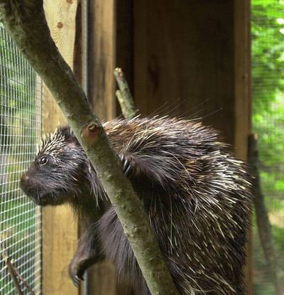 The porcupine is native to central and southern Africa. Getty 