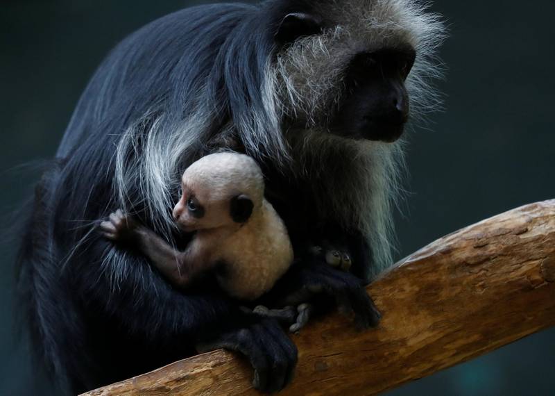 A black-and-white colobus monkey holds its 11-day-old infant at its enclosure in Schoenbrunn Zoo in Vienna, Austria. Reuters