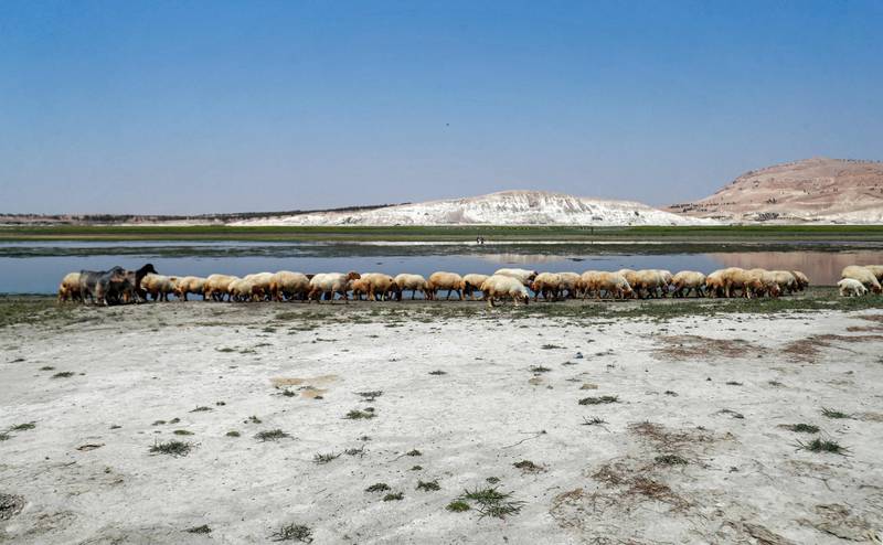 Sheep graze in the former bed of the waters upstream of the Lake Assad reservoir along the Euphrates river in eastern Syria, as the area experiences unprecedented lower water levels. AFP
