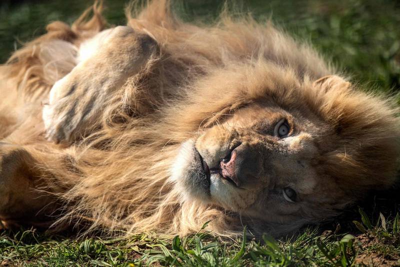 A white lion lies on the grass at the park of Sainte-Victoire in Trets, France. AFP
