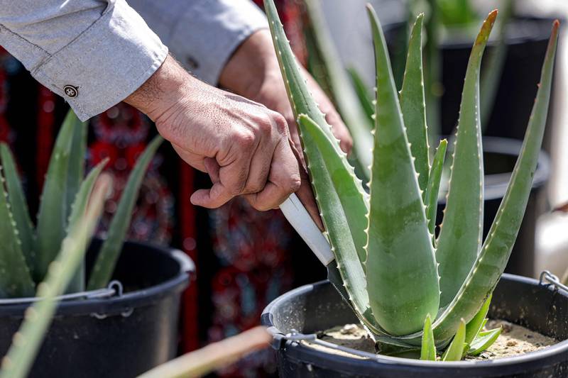 Aloe Vera is a no-fuss plant. AFP
