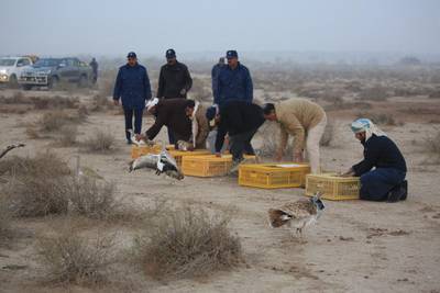Rare houbara birds rescued from smugglers on the Oman border have been returned to the wild in Pakistan. Courtesy: The IFHC